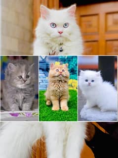 Persian