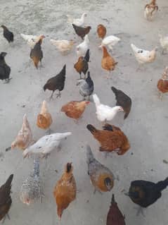 Golden Misri Hens 03093245342