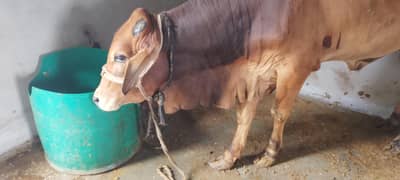 2 daant bachra for qurbani 2026