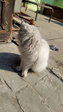 persian cat tripple coat with different eye colorr