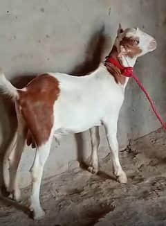 Tedda white eyes 6 months