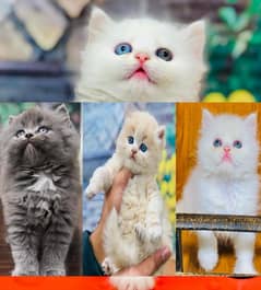 Persian