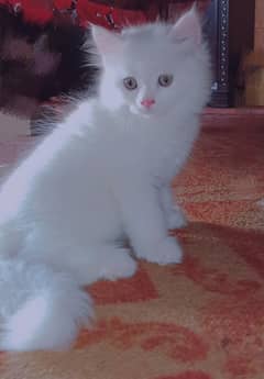 Triple coated white kitten