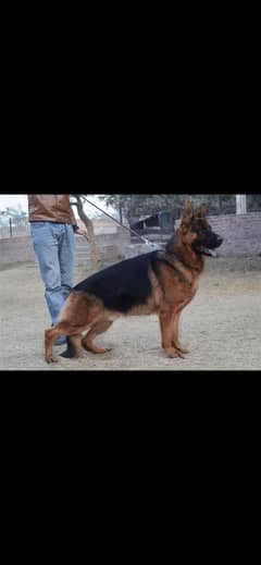 Imported male stud service available for female dogs cross