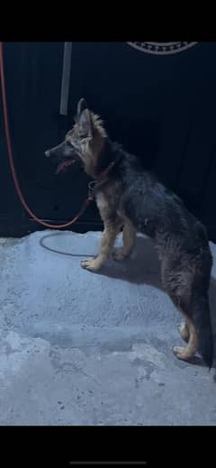 German