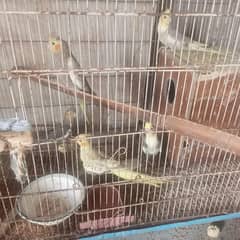 Cockatiel breeding Parrots