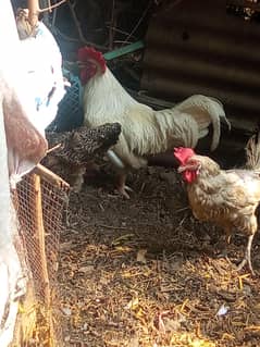 pure white colour ha 2 kg sa uper ha murgha