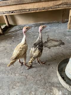 Turkey Chicks