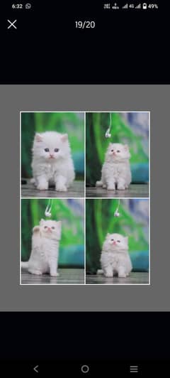 Persian Cat | Persian Kitten | Tripple coat Kitten | Fluffy | Cat