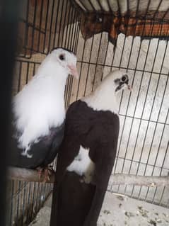Black Karbali Pair