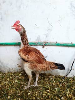 High qulity bengym female for sale