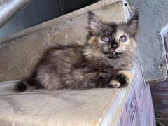 persion kitten for sale