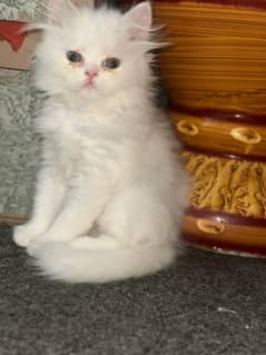 triple coated female punch face white kitten