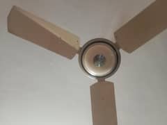 fan