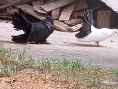 lakka Kabooter,  fantail Kabooter / pigeon