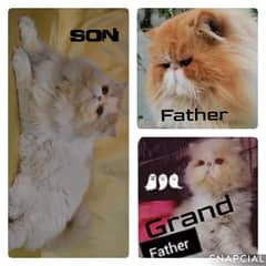 peke