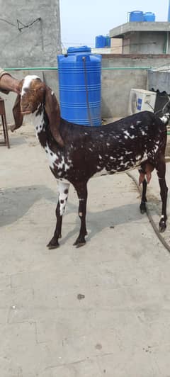 Pure makhi chenni 4 daant with Female Kid