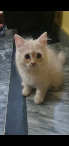 cute