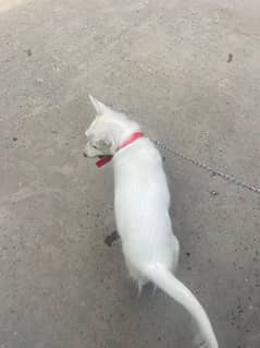 6 month dog russian sale grandly good dog