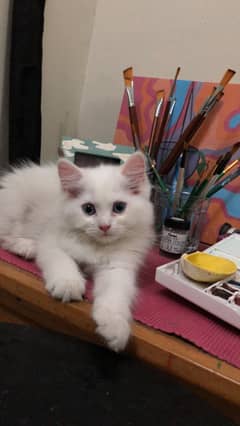 Cat Kittens for Sale