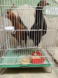hens pair