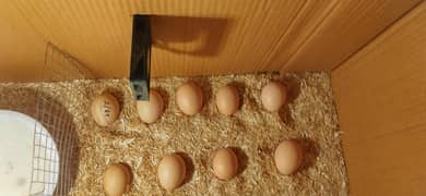 PURE DESI FERTILE EGGS