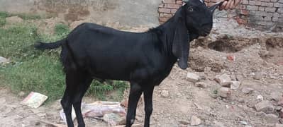 Pure Amratsari Beetal