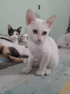 2 White pair kittens