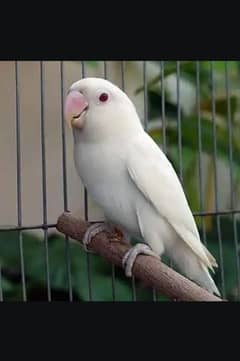 Albino