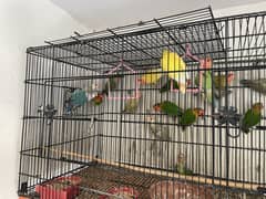Love bird setup for sale