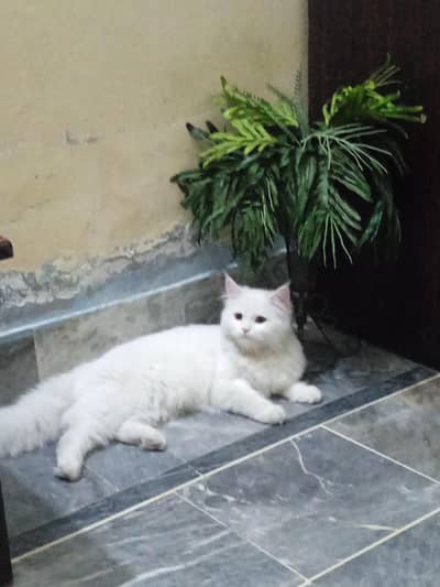 white persian female cat, very friendly and well trained
