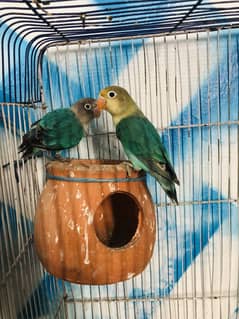 Love birds