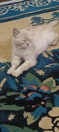 Persian