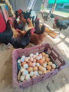 Hens/ egg laying hens/ good quality/ murgian
