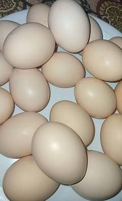 Golden Misri Organic Eggs available