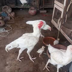 heera aseel