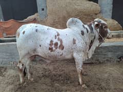 kheeray