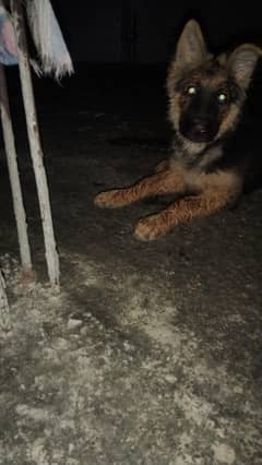 German Shepherd Triple Cot for Sale