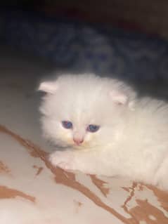 persian kitten