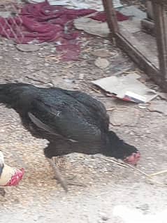 Pure Mianwali breed