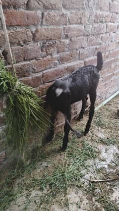 bakra