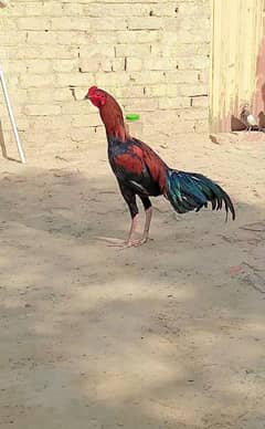 Aseel pakistani