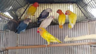 some breeder pair and are 5 months pathe