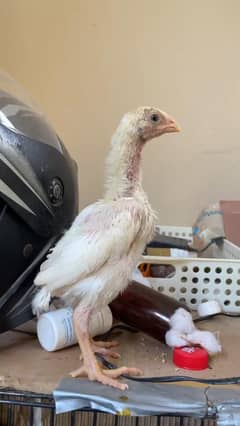 white shamo chicks for sale