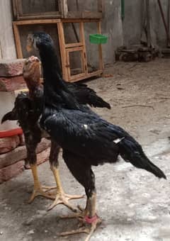 Aseel | Shamo Aseel | white Aseel| Aseel Chicks For Sale