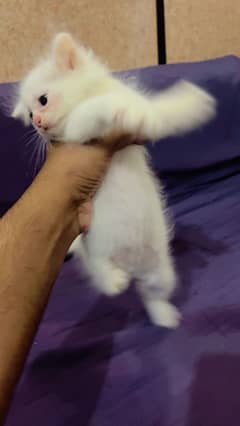 Cats Male and Female