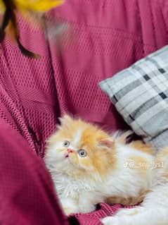 Persian cat My WhatsApp 03038430702