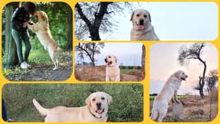 British Labrador Dog | Pink Pedigree Dog | Stud Male | Cross | Mating