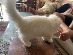 persian