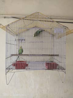 Australian pair with cage and accessories  / budgies